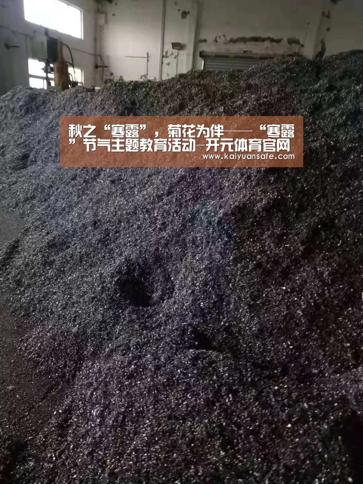 秋之“寒露”,菊花为伴——“寒露”节气主题教育活动-开元体育官网直播(图2) 开元体育官方下载