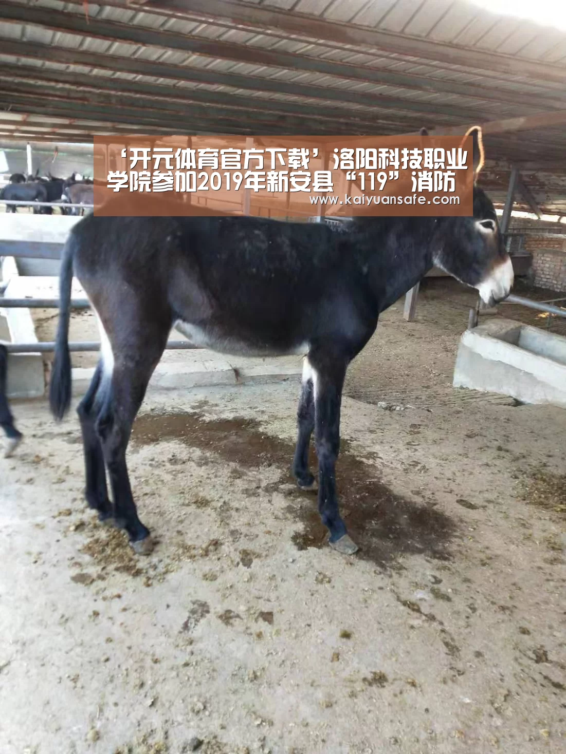 开元体育官网