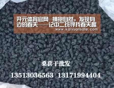 开元体育官网直播